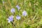 Wildflowers adorn nature in summer.