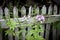 Wildflowers Along Fence