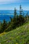 Wildflowers On Alpine Ridge