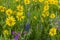 Wildflowers arnica blue lupine sticky geranium mountain field