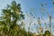 Wildflowers on a background of forest and blue sky. Shooting from below