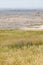 Wildflowers in the badlands