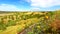 Wildflowers in Badlands National Park