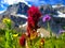 Wildflowers of Banff Nat Park