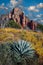 Wildflowers blomming on Brins Mesa near Sedona, Arizona