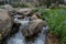 Wildflowers Bloom Along Rocky Cascade Creek