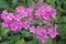 Wildflowers in bloom, Blue Ridge Mountains, Skyline Drive, VA