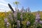 Wildflowers in Bloom at Columbia Hills State Park