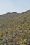 Wildflowers in Bloom on Mountainside