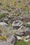 Wildflowers in Bloom on Mountainside