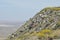 Wildflowers in Bloom on Mountainside