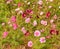 Wildflowers blooming in grassy meadow in Okinawa, Japan