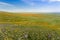 Wildflowers blooming on the hills in springtime, California