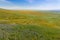 Wildflowers blooming on the hills in springtime, California