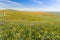 Wildflowers blooming on the hills in springtime, California