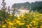 Wildflowers blooming on the Pacific Ocean coastline