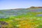 Wildflowers blooming on the rocky soil of North Table Mountain Ecological Reserve, Oroville, Butte County, California