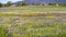 Wildflowers blooming on the rocky soil of North Table Mountain Ecological Reserve, Oroville, Butte County, California