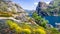 Wildflowers blooming on the shoreline of Hetch Hetchy reservoir in a temporary creek, Yosemite National Park, Sierra Nevada