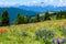 Wildflowers blooming on Shrine Pass, Vail, Colorado, USA