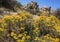 Wildflowers Blooming in Spring at Joshua Tree National Park