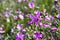 Wildflowers blooming in springtime attracting insects to drink nectar