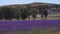 Wildflowers blooming in western australia