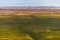 Wildflowers blooming in wild spring steppe. Colorful flowering field with forb