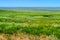 Wildflowers blooming in wild spring steppe. Colorful flowering field with forb