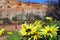 Wildflowers blossom against Irwin River riverbank