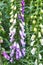 Wildflowers blossoming on stems in nature. Purple foxgloves growing in a backyard garden in summer. Closeup of purple