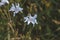 wildflowers, blue, bouquet on the field