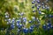 Wildflowers: Blue Lupine