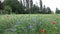 Wildflowers blue and red on a green rye field.