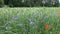 Wildflowers blue and red on a green rye field.