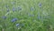 Wildflowers blue and red on a green rye field.