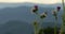 Wildflowers Blue Ridge Mountains at Sunset