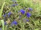 Wildflowers . Blue small flower in the field. Multiple flowers