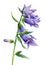 Wildflowers, bluebells on a white background. Watercolor botanical illustration, hand drawn