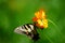 Wildflowers in the Breeze with Butterfly