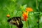 Wildflowers in the Breeze with Butterfly