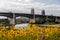Wildflowers Buffering Scenic View of Cleveland, Ohio Skyline & Historic Bridge