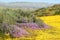 Wildflowers Carpet Landscape at Carrizo PLain National Monument