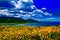 Wildflowers and Clouds on Vega Lake