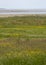 Wildflowers on the coast of Malahide, Ireland