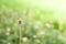 Wildflowers Coldenia procumbens Linn on blurry green leaf background