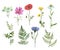 Wildflowers collection. Watercolor hand drawn wild flowers and herbs illustration, isolated on white background. Cornflower, poppy