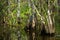 Wildflowers and Cypress Trunks in Florida Swamp