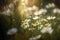 Wildflowers Daisies Background Flowers Plant. Generative AI