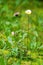 Wildflowers daisies on blurred green meadow background